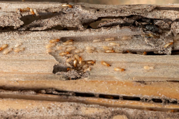 Best Wildlife Control Services  in Pumpkin Center, NC